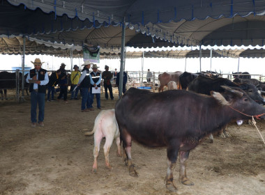 ร่วมพิธีเปิดกิจกรรมการประกวดกระบือ ... พารามิเตอร์รูปภาพ 23