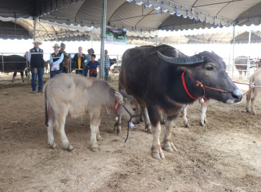 ร่วมพิธีเปิดกิจกรรมการประกวดกระบือ ... พารามิเตอร์รูปภาพ 24