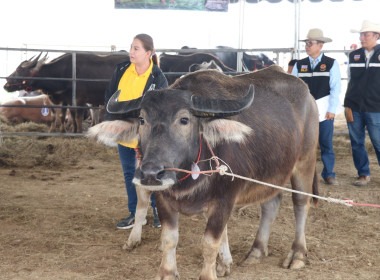 ร่วมพิธีเปิดกิจกรรมการประกวดกระบือ ... พารามิเตอร์รูปภาพ 25