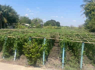 ร่วมตรวจติดตามโครงการขับเคลื่อนปรัชญาของเศรษฐกิจพอเพียงในสหกรณ์และกลุ่มเกษตรกร ... พารามิเตอร์รูปภาพ 6