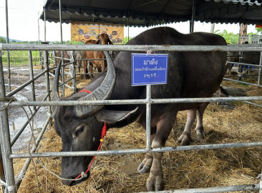 ร่วมพิธีเปิดกิจกรรมงาน “วันอนุรักษ์ควายไทย” ประจำปี พ.ศ. ... พารามิเตอร์รูปภาพ 7