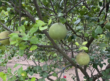 ลงพื้นที่ตรวจเยี่ยมสมาชิกของสหกรณ์การเกษตรดอนเจดีย์ จำกัด พารามิเตอร์รูปภาพ 7