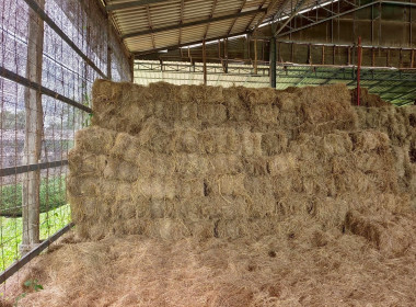 ร่วมประชุมคณะกรรมการดำเนินการของกลุ่มเกษตรกรทำนาหญ้าเลี้ยงสัตว์บ้านสระ ... พารามิเตอร์รูปภาพ 4