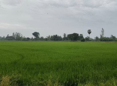 ตรวจเยี่ยมแนะนำส่งเสริมสหกรณ์การเกษตรสามชุก จำกัด พารามิเตอร์รูปภาพ 4