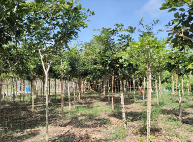 ตรวจเยี่ยมแนะนำส่งเสริมสหกรณ์การเกษตรศรีประจันต์ จำกัด พารามิเตอร์รูปภาพ 5