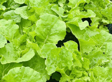 ร่วมประชุมเชื่อมโยงการดำเนินงานคณะกรรมการเครือข่าย ศพก. ... พารามิเตอร์รูปภาพ 9