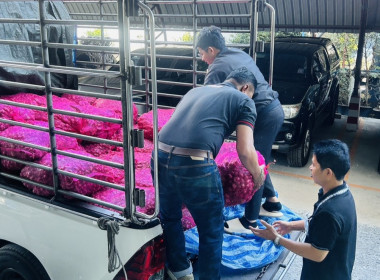 ร่วมรับมอบหอมแดงของสมาชิกสหกรณ์และกลุ่มเกษตรกรในจังหวัดศรีสะเกษ ... พารามิเตอร์รูปภาพ 2