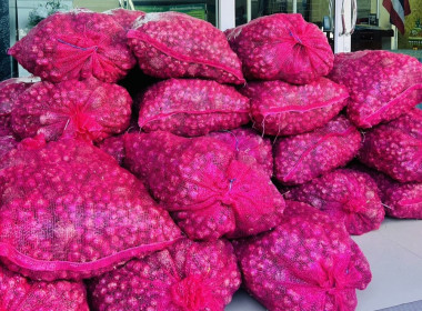 ร่วมรับมอบหอมแดงของสมาชิกสหกรณ์และกลุ่มเกษตรกรในจังหวัดศรีสะเกษ ... พารามิเตอร์รูปภาพ 5