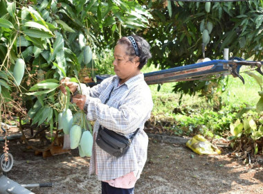 ลงพื้นที่ตรวจเยี่ยมแนะนำส่งเสริมสมาชิกของสหกรณ์การเกษตรสามชุก จำกัด ... พารามิเตอร์รูปภาพ 3