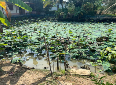 ลงพื้นที่ตรวจเยี่ยมแนะนำส่งเสริมสมาชิกของสหกรณ์การเกษตรสามชุก จำกัด ... พารามิเตอร์รูปภาพ 7