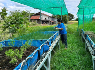 ตรวจเยี่ยมผู้สมัครเข้าร่วมโครงการนำลูกหลานเกษตรกรกลับบ้านสานต่ออาชีพการเกษตร ... พารามิเตอร์รูปภาพ 4