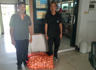 ร่วมรับมอบและกระจายหอมหัวใหญ่จังหวัดเชียงใหม่ พารามิเตอร์รูปภาพ 8