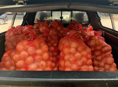 ร่วมรับมอบและกระจายหอมหัวใหญ่จังหวัดเชียงใหม่ พารามิเตอร์รูปภาพ 18