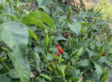 ตรวจเยี่ยมแนะนำส่งเสริมสหกรณ์การเกษตรบางปลาม้า จำกัด พารามิเตอร์รูปภาพ 8