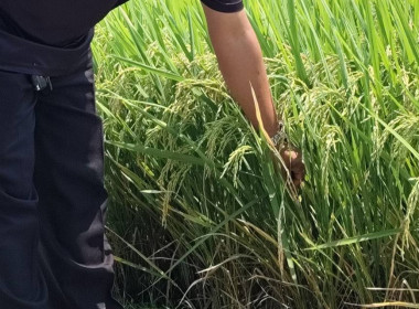 ตรวจเยี่ยมแนะนำส่งเสริมสหกรณ์การเกษตรบางปลาม้า จำกัด พารามิเตอร์รูปภาพ 9