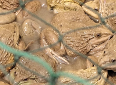 ตรวจเยี่ยมแนะนำส่งเสริมสหกรณ์การเกษตรบางปลาม้า จำกัด พารามิเตอร์รูปภาพ 10