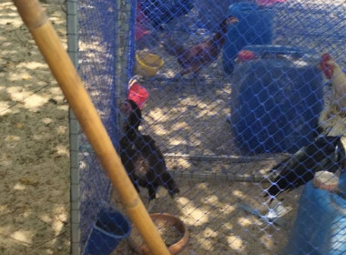 ตรวจเยี่ยมแนะนำส่งเสริมสหกรณ์การเกษตรบางปลาม้า จำกัด พารามิเตอร์รูปภาพ 11