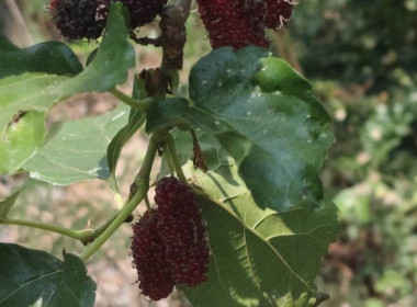 ตรวจเยี่ยมแนะนำส่งเสริมสหกรณ์การเกษตรบางปลาม้า จำกัด พารามิเตอร์รูปภาพ 12