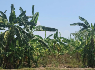 ตรวจเยี่ยมแนะนำส่งเสริมสหกรณ์การเกษตรบางปลาม้า จำกัด พารามิเตอร์รูปภาพ 13