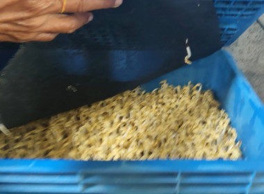 ตรวจเยี่ยมแนะนำส่งเสริมสหกรณ์การเกษตรบางปลาม้า จำกัด พารามิเตอร์รูปภาพ 14