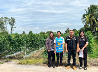 ลงพื้นที่ตรวจเยี่ยมแนะนำส่งเสริมสมาชิกของสหกรณ์การเกษตรดอนเจดีย์ จำกัด ... พารามิเตอร์รูปภาพ 4
