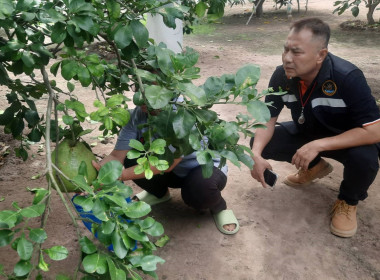 ลงพื้นที่ตรวจเยี่ยมแนะนำส่งเสริมสมาชิกของสหกรณ์การเกษตรดอนเจดีย์ จำกัด ... พารามิเตอร์รูปภาพ 6