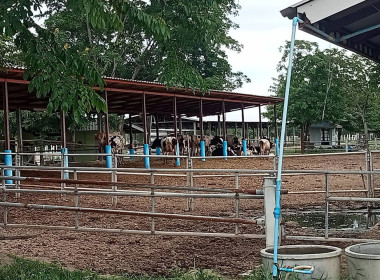 ลงพื้นที่ตรวจเยี่ยมติดตามผลการดำเนินงานโครงการการบริหารจัดการนมทั้งระบบ ... พารามิเตอร์รูปภาพ 5